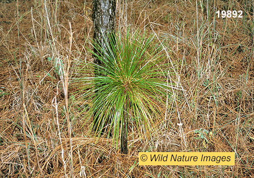 Longleaf Pine (Pinus palustris)